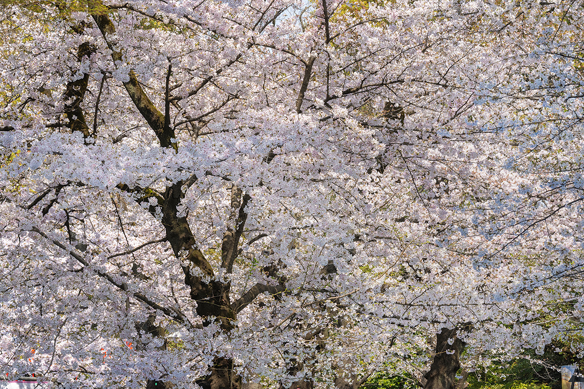 上野公園の桜