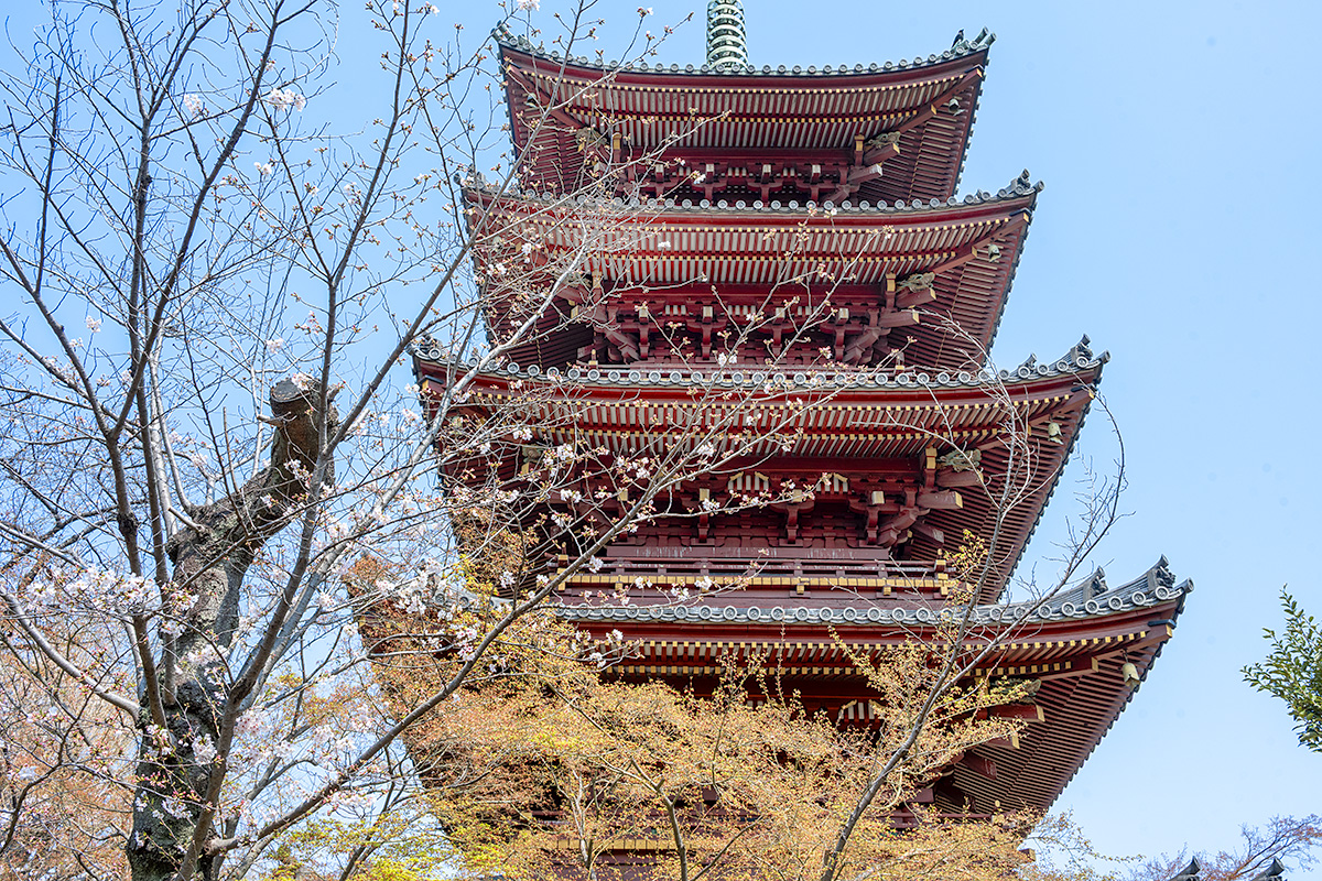 旧寛永寺五重塔とソメイヨシノ