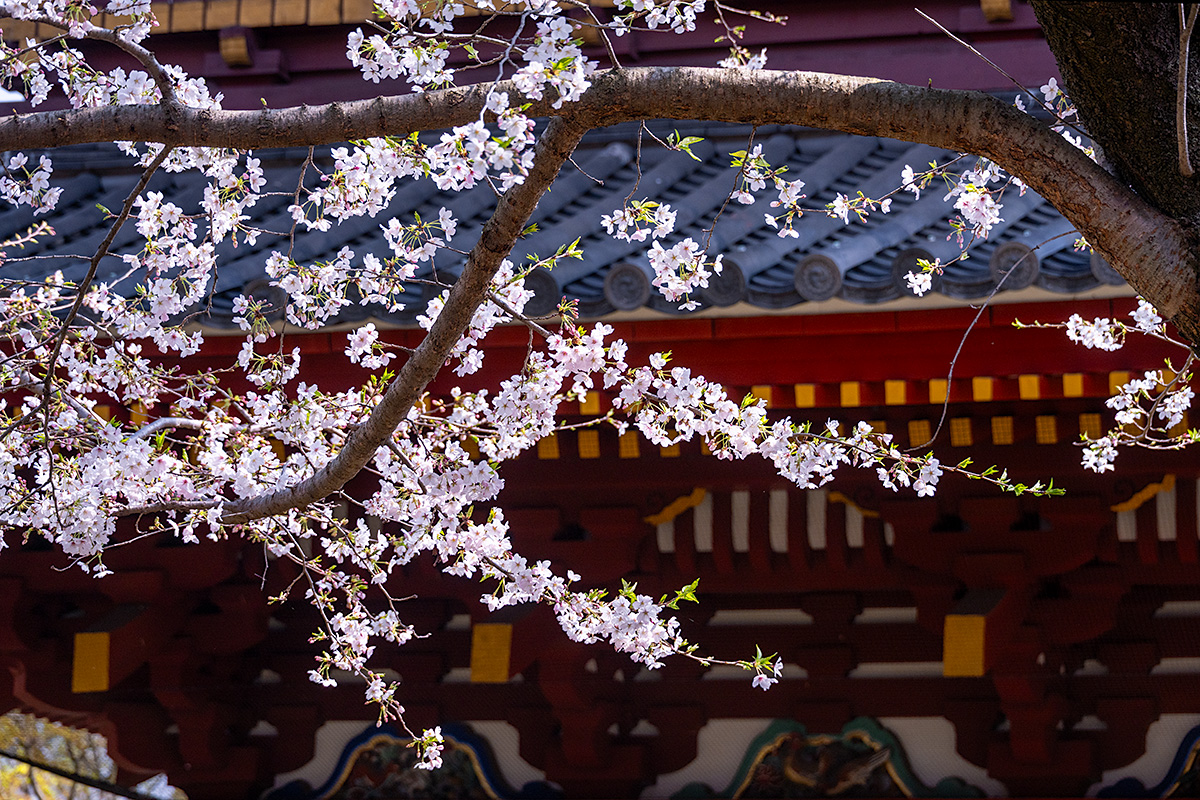 旧寛永寺五重塔とソメイヨシノ