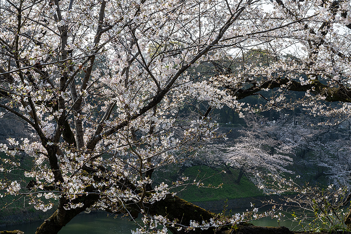 千鳥ヶ淵の桜