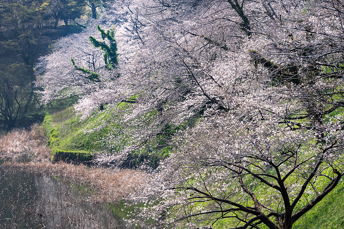千鳥ヶ淵の桜