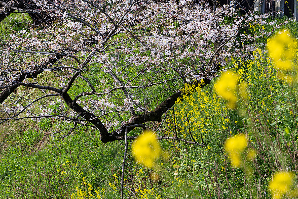 千鳥ヶ淵の桜