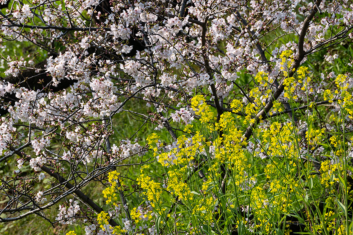 千鳥ヶ淵の桜