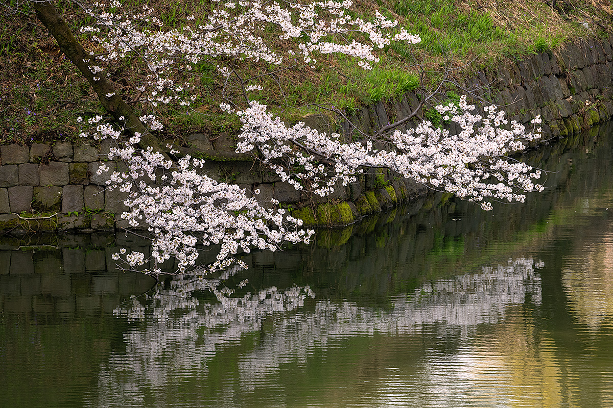 千鳥ヶ淵の桜