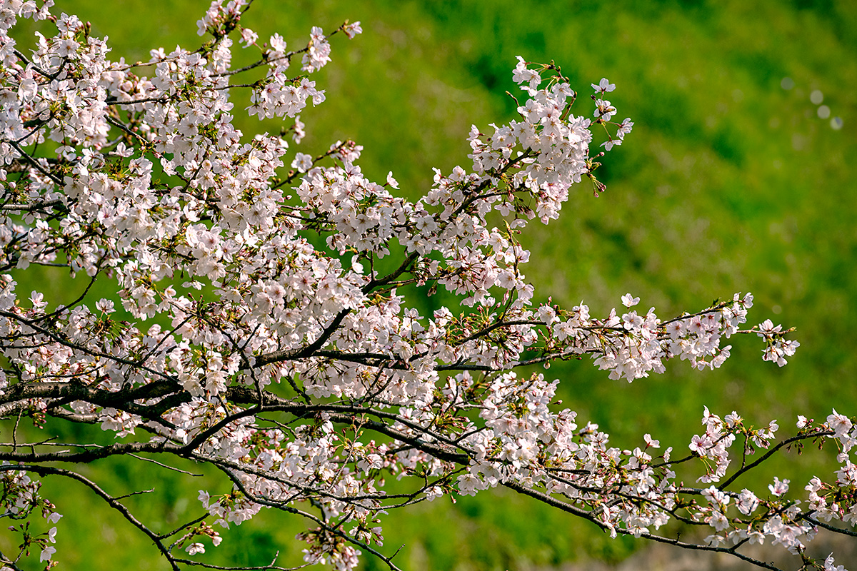 千鳥ヶ淵の桜