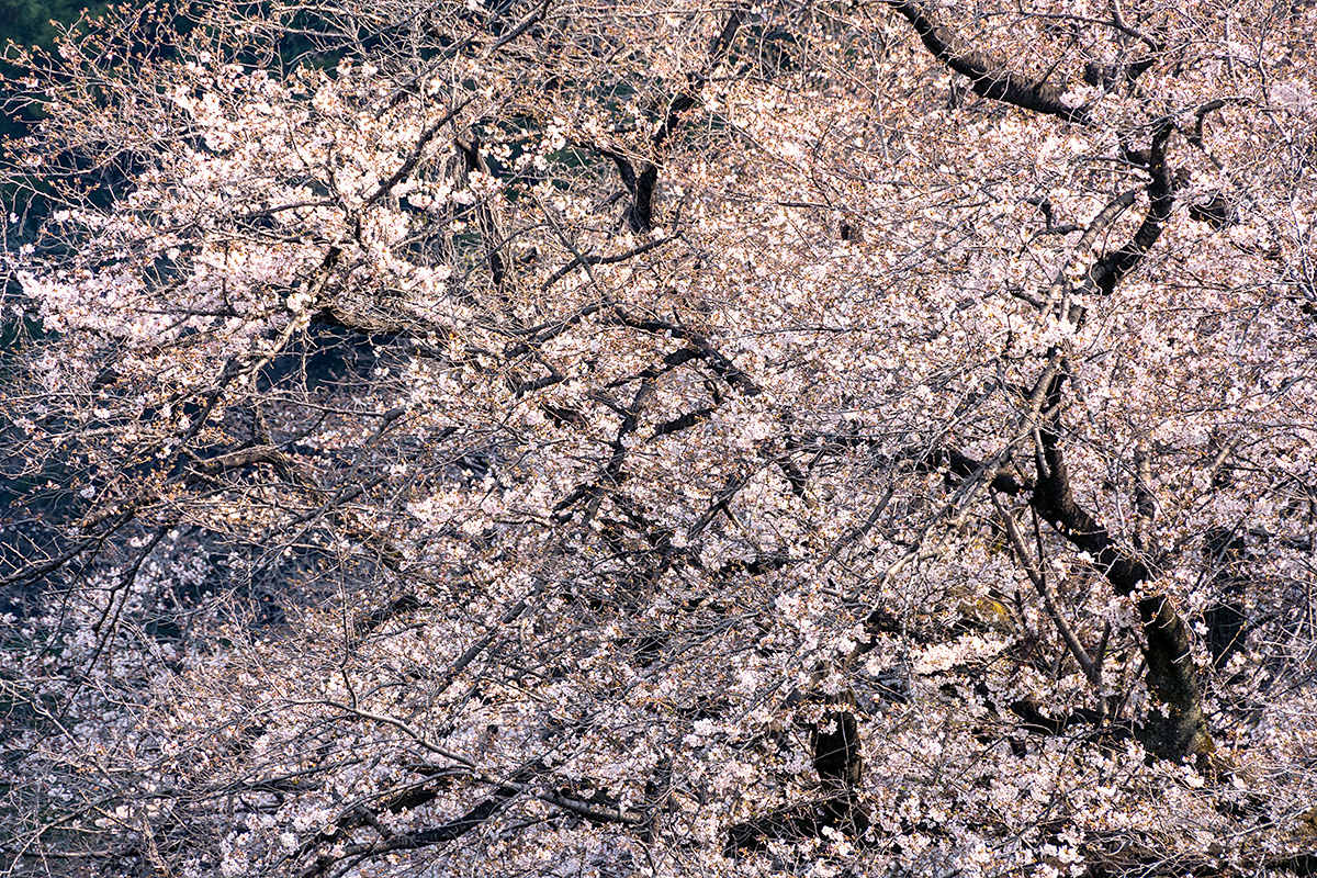 千鳥ヶ淵の桜
