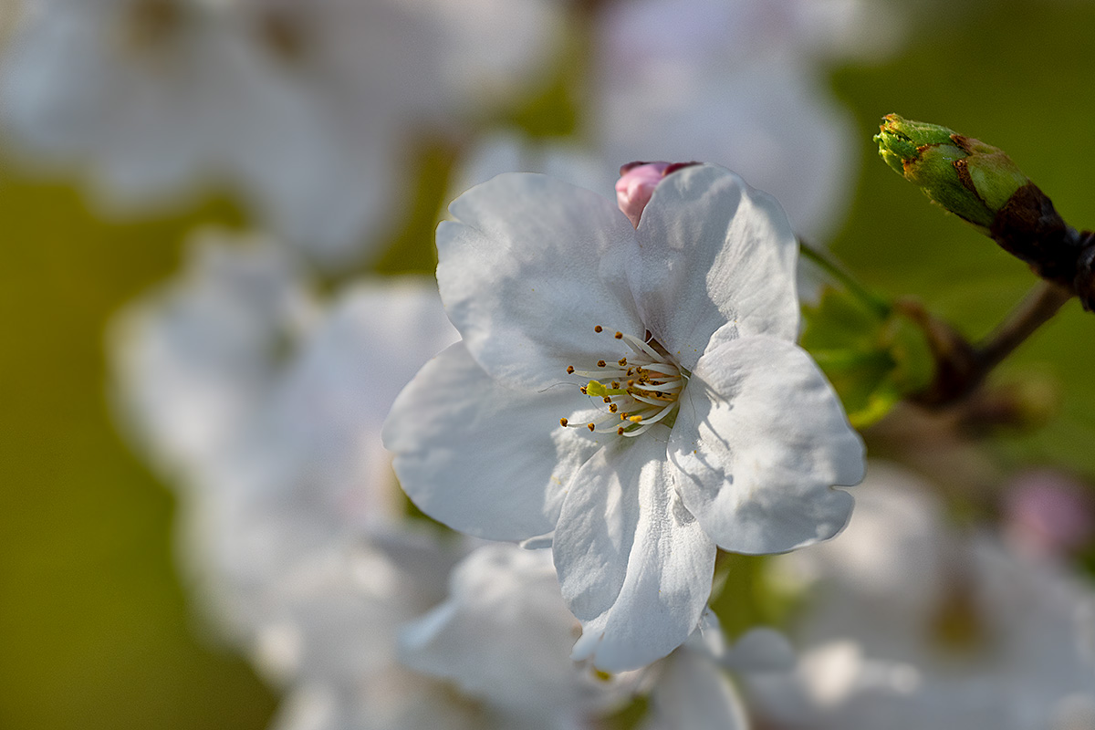 千鳥ヶ淵の桜