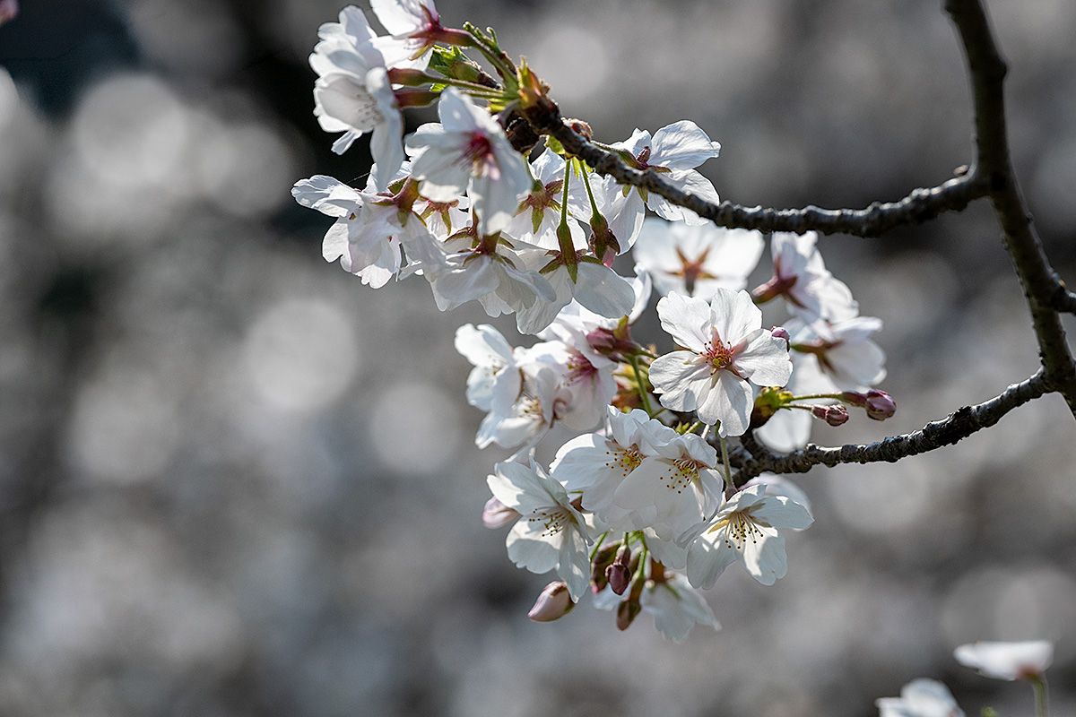 千鳥ヶ淵の桜