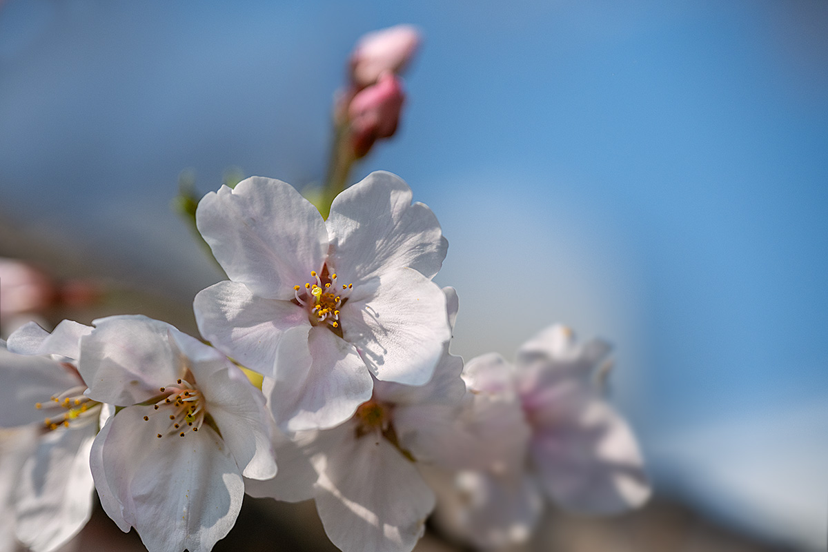 千鳥ヶ淵の桜