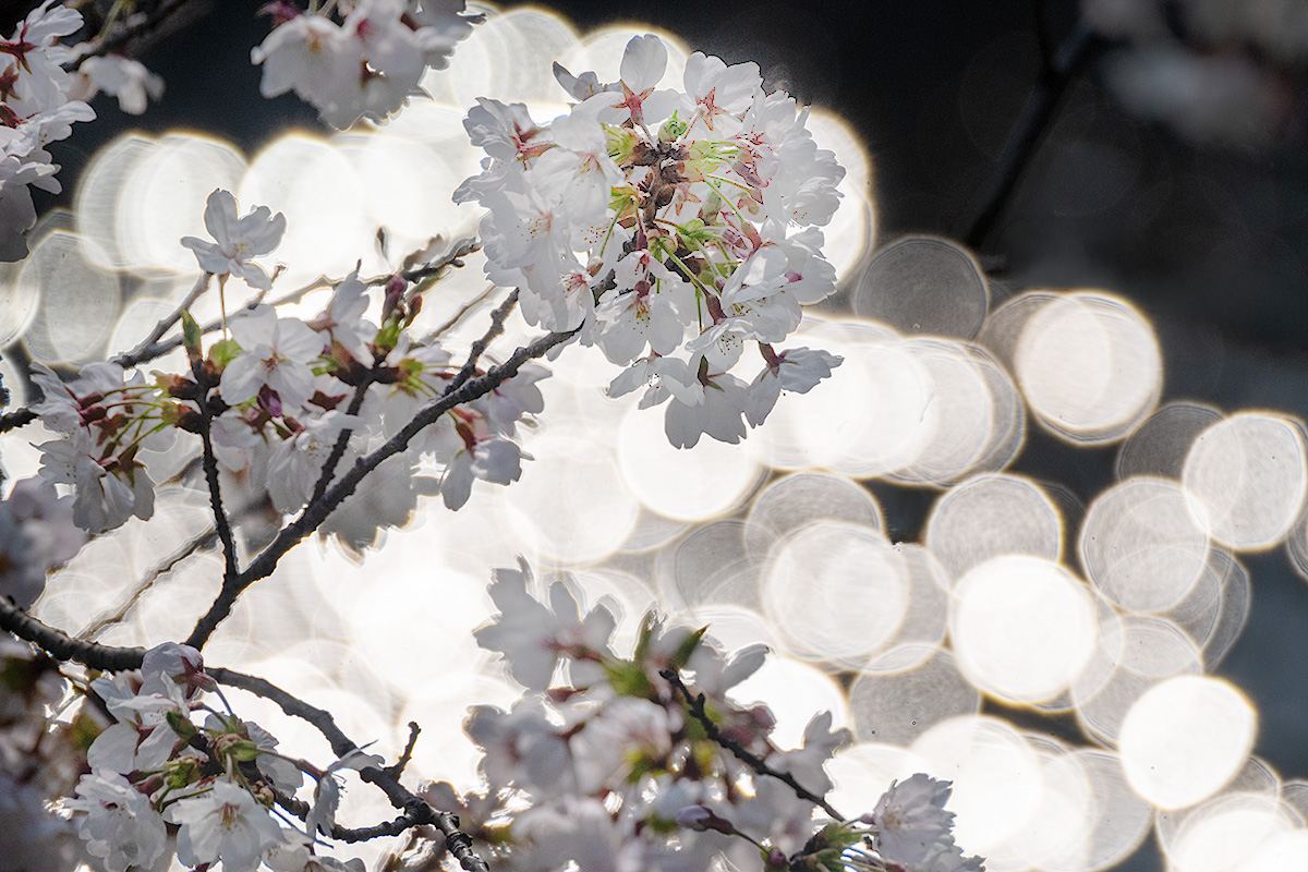 千鳥ヶ淵の桜