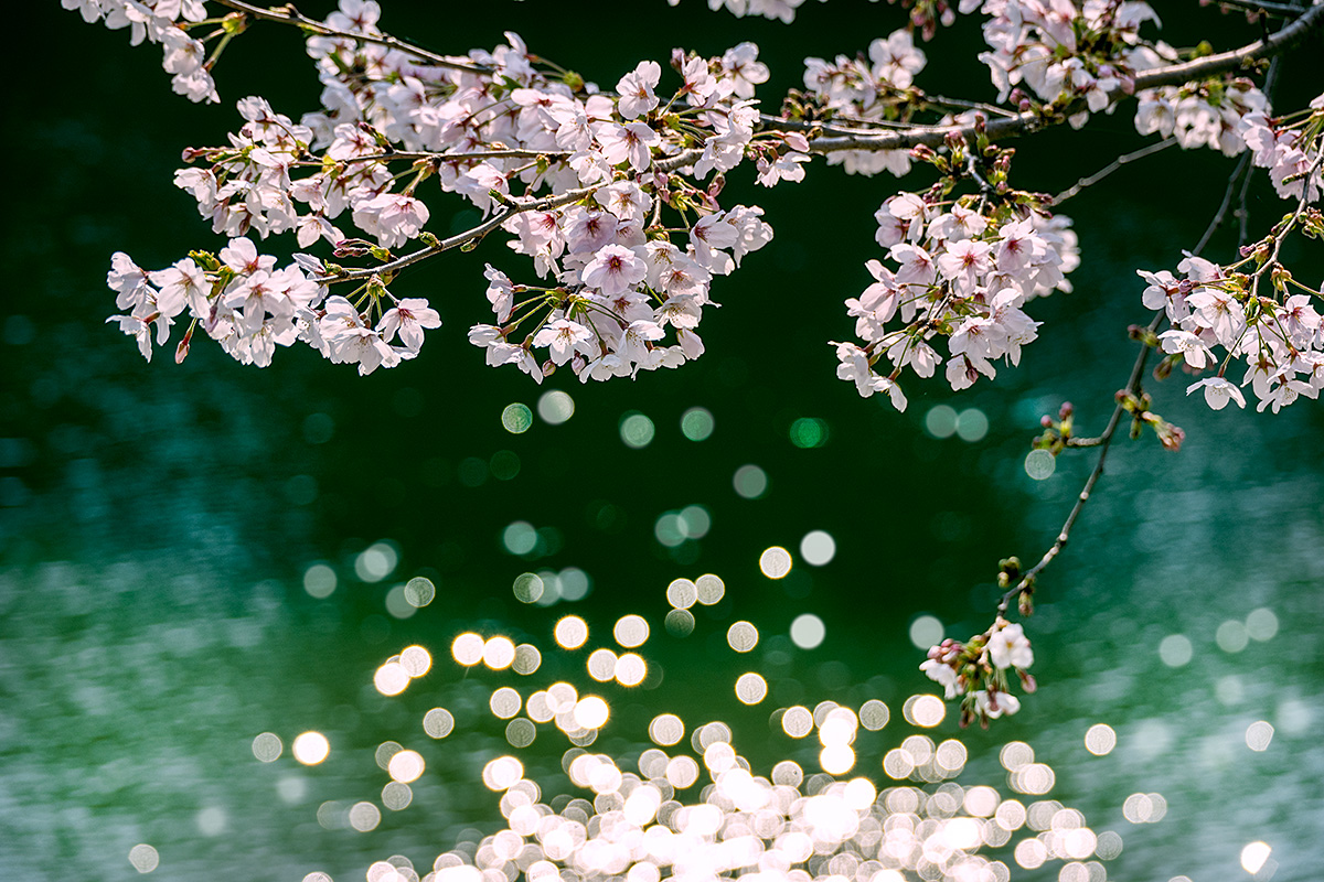 千鳥ヶ淵の桜