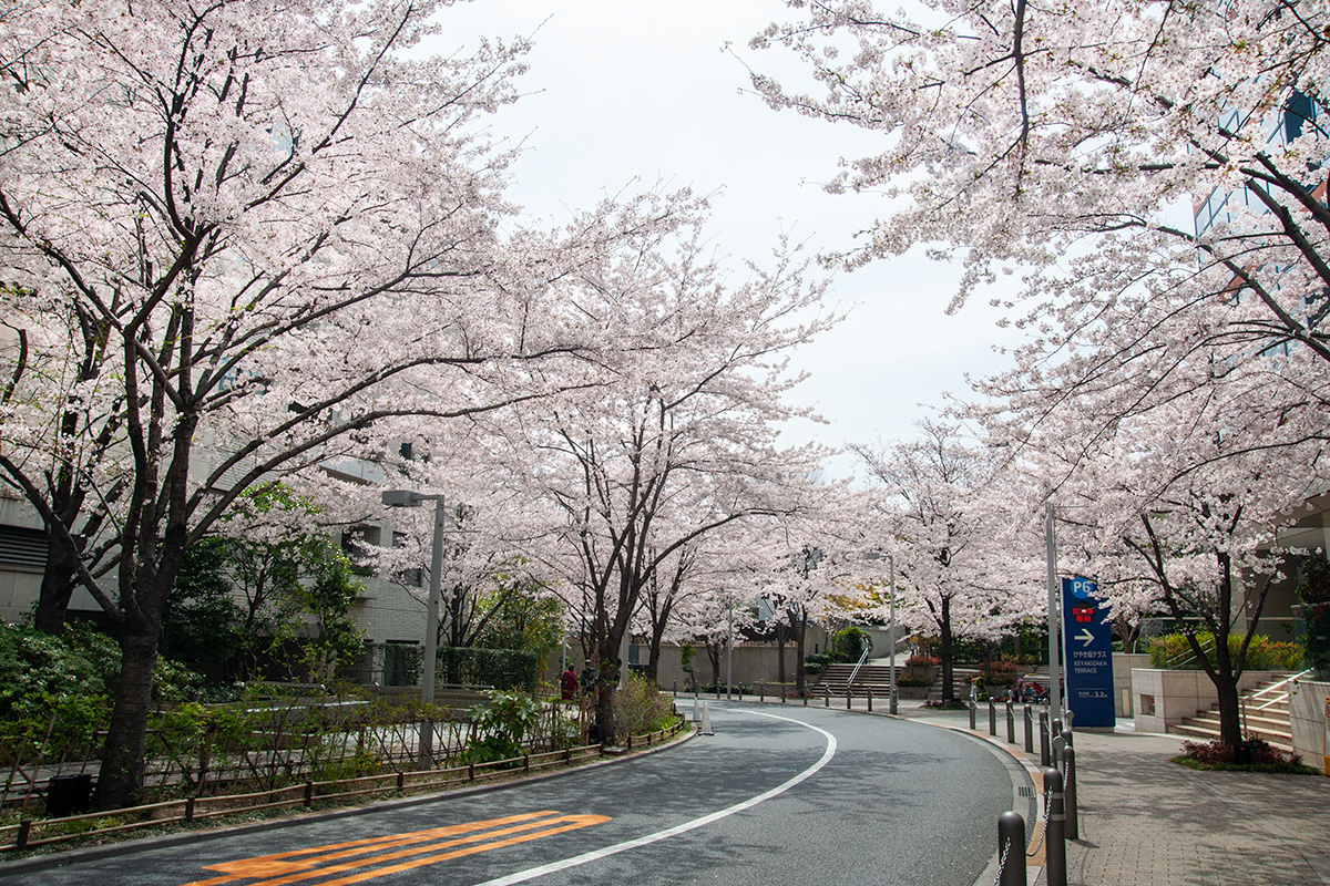六本木ヒルズ・さくら坂の桜
