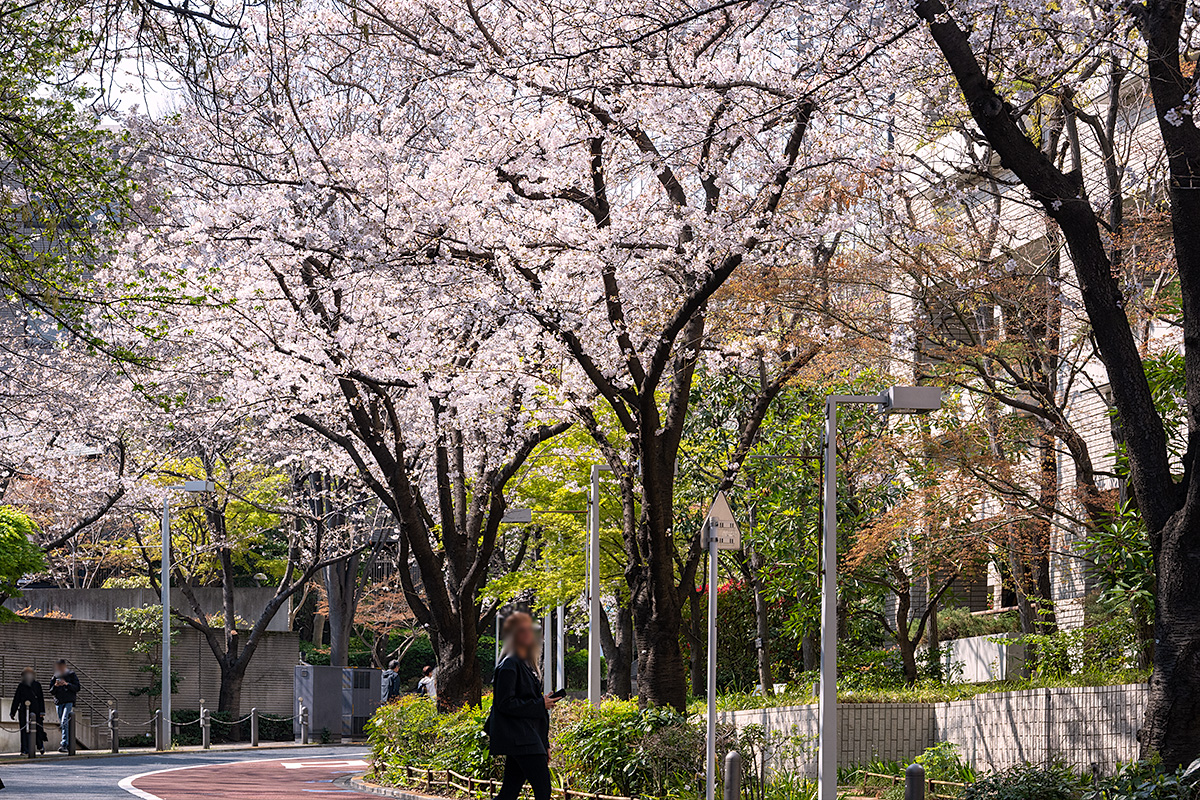 六本木ヒルズ・さくら坂の桜