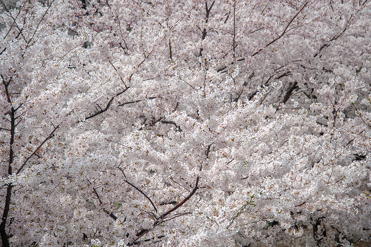 六本木ヒルズ・さくら坂の桜