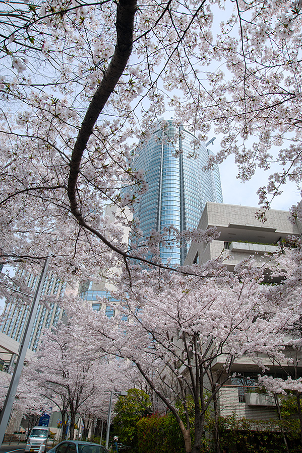 六本木ヒルズ・さくら坂の桜