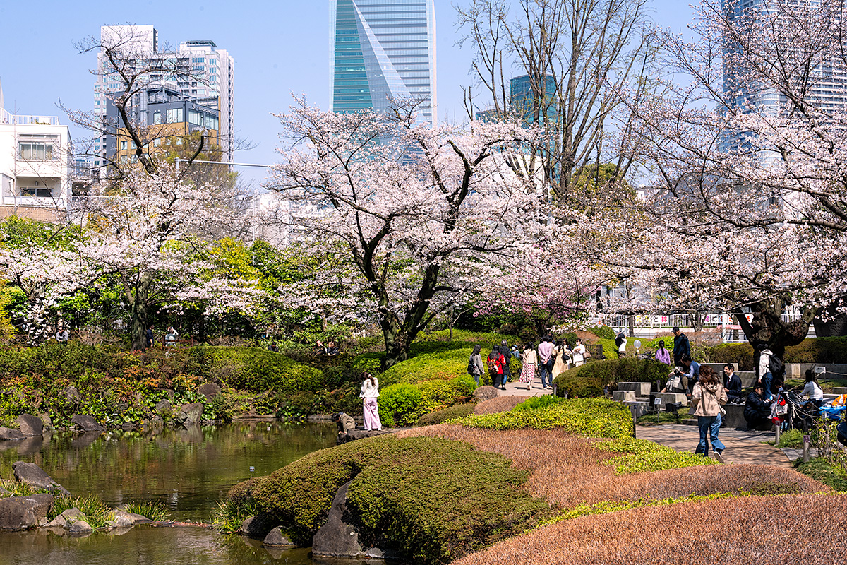 六本木ヒルズ・毛利庭園の桜