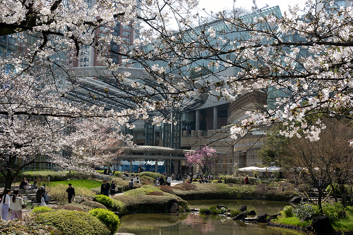 六本木ヒルズ・毛利庭園の桜