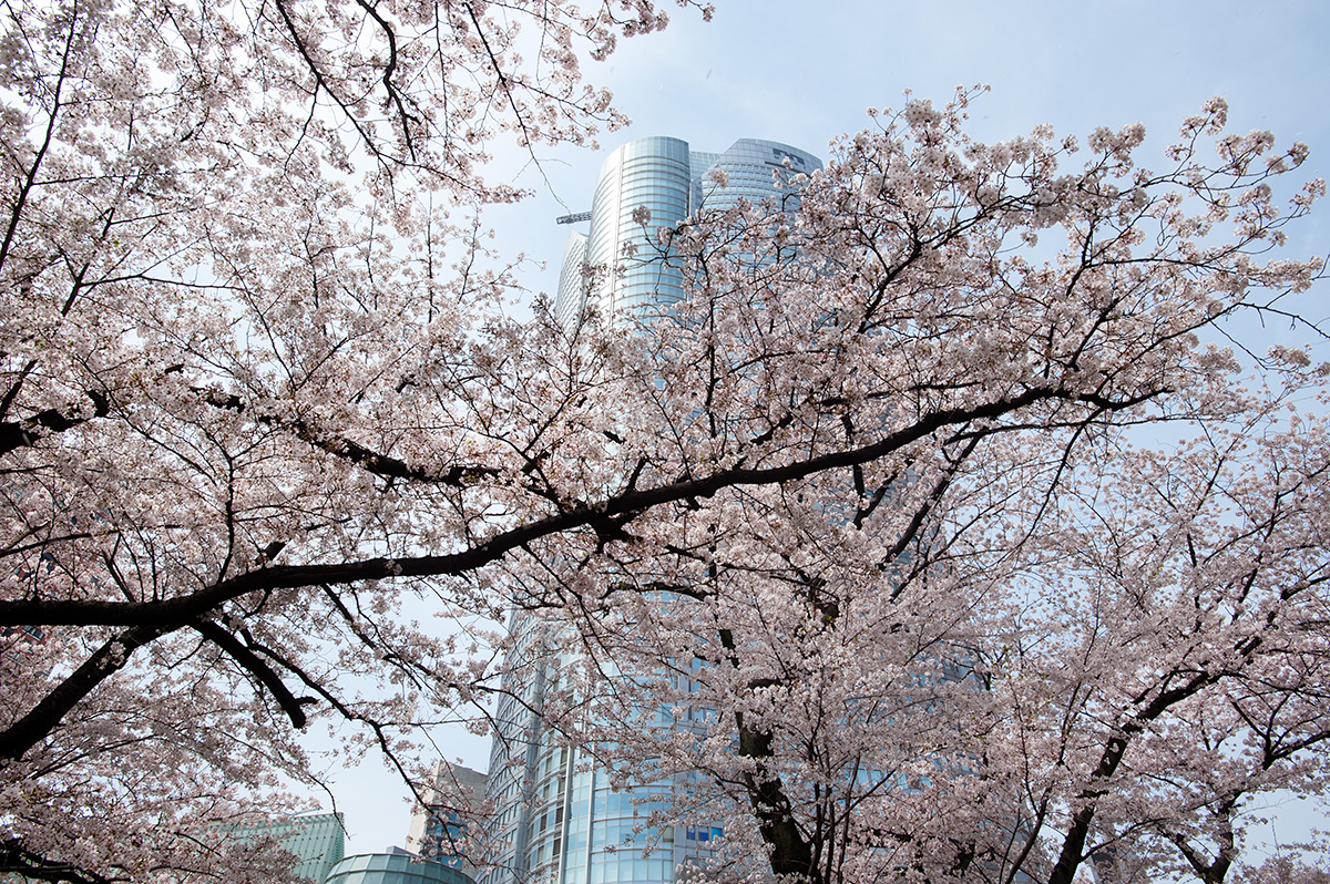 六本木ヒルズ・毛利庭園の桜