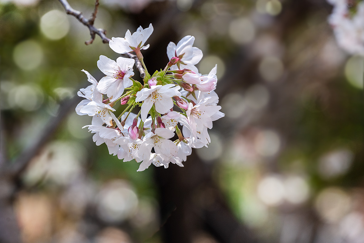 六本木ヒルズ・毛利庭園の桜