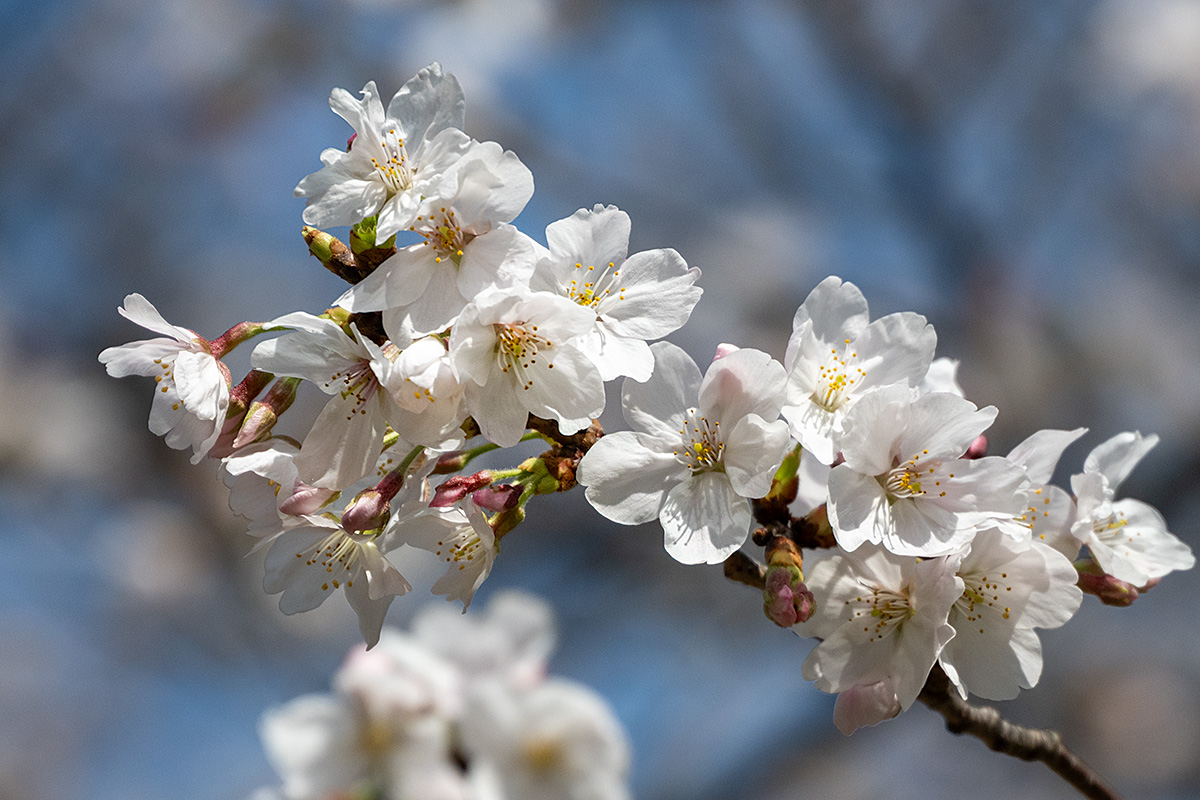 六本木ヒルズ・毛利庭園の桜