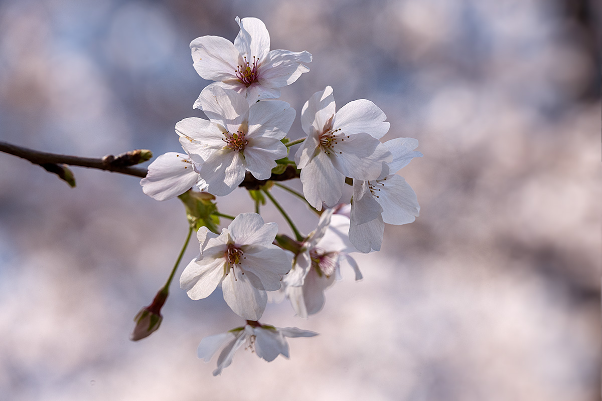 六本木ヒルズ・毛利庭園の桜