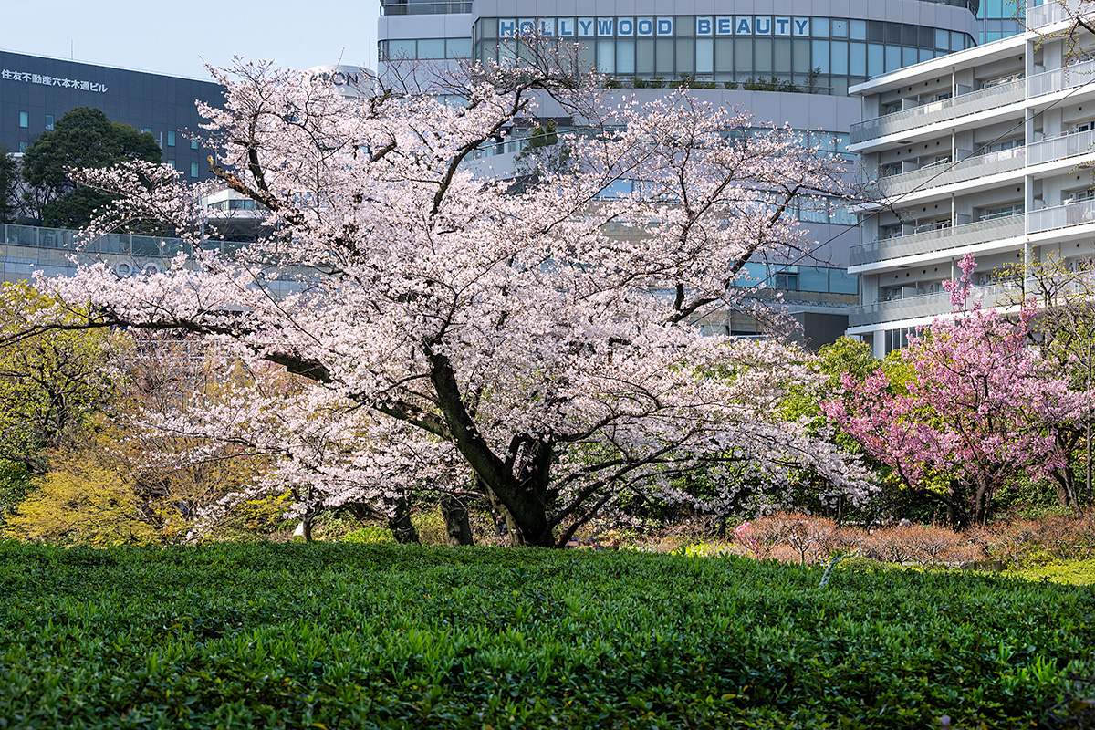 六本木ヒルズ・毛利庭園の桜