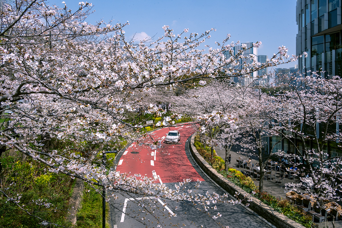 東京ミッドタウンの桜