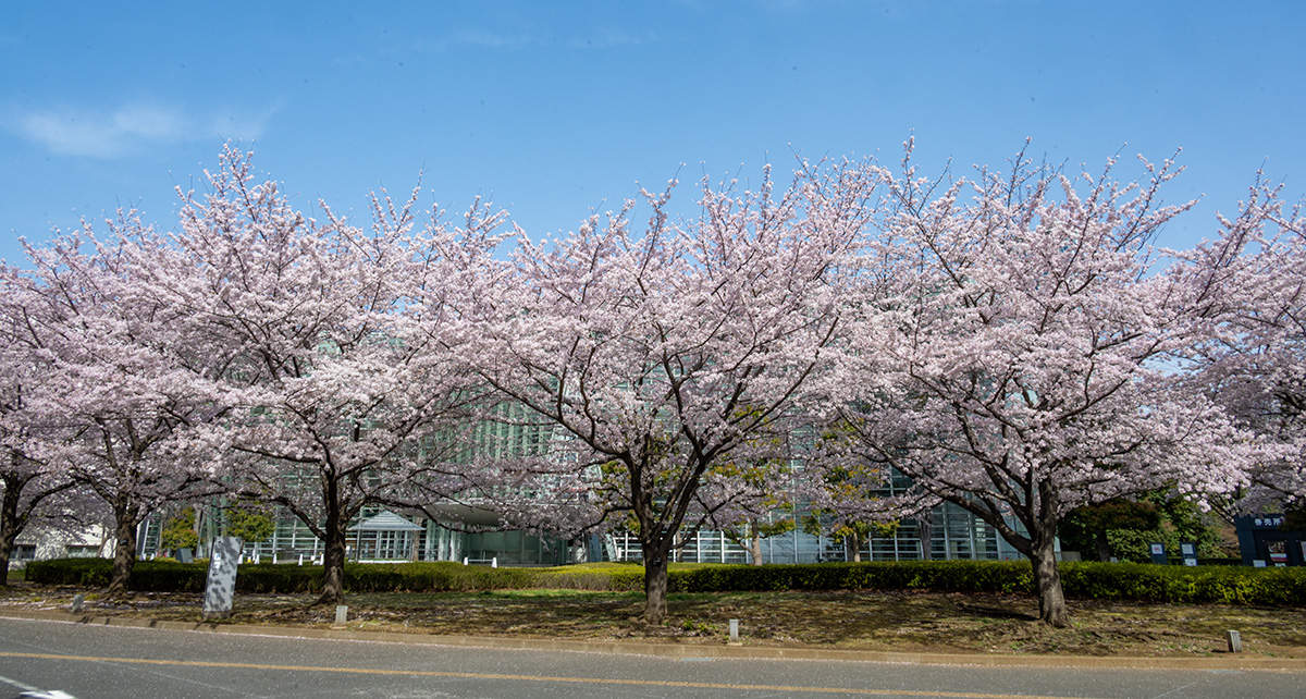 政策研究大学院大学の桜