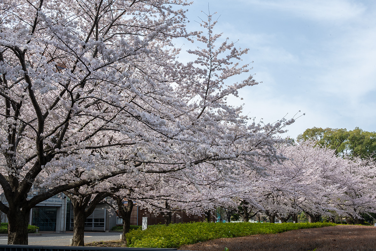 政策研究大学院大学の桜