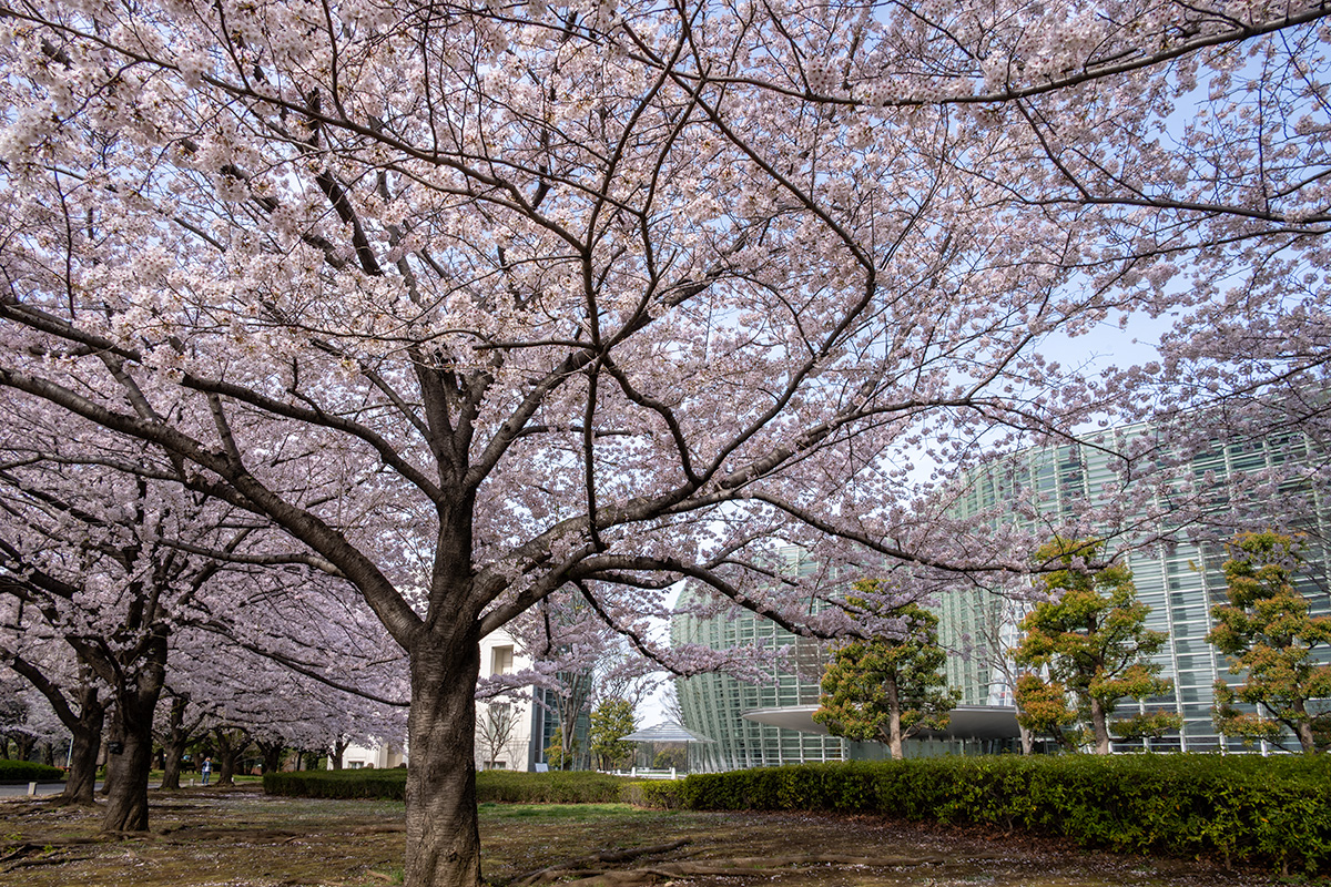 政策研究大学院大学の桜