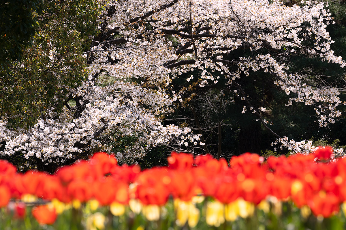 昭和記念公園の桜