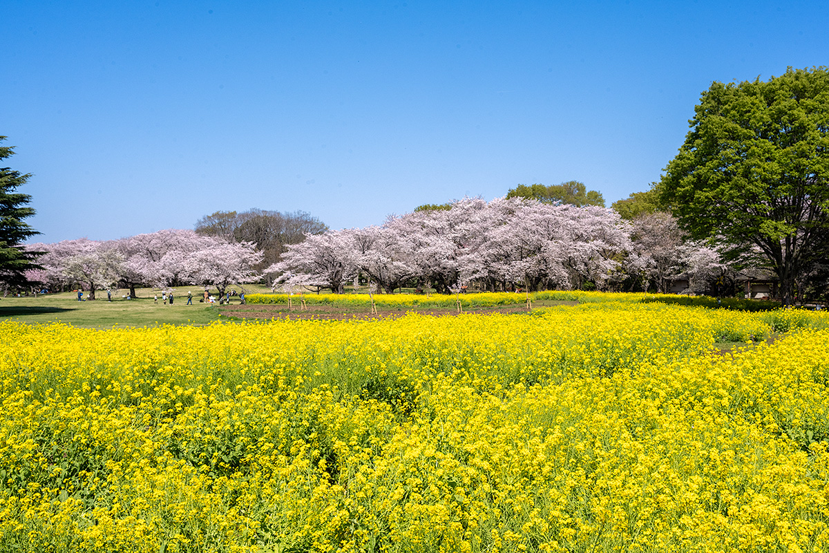 昭和記念公園の桜