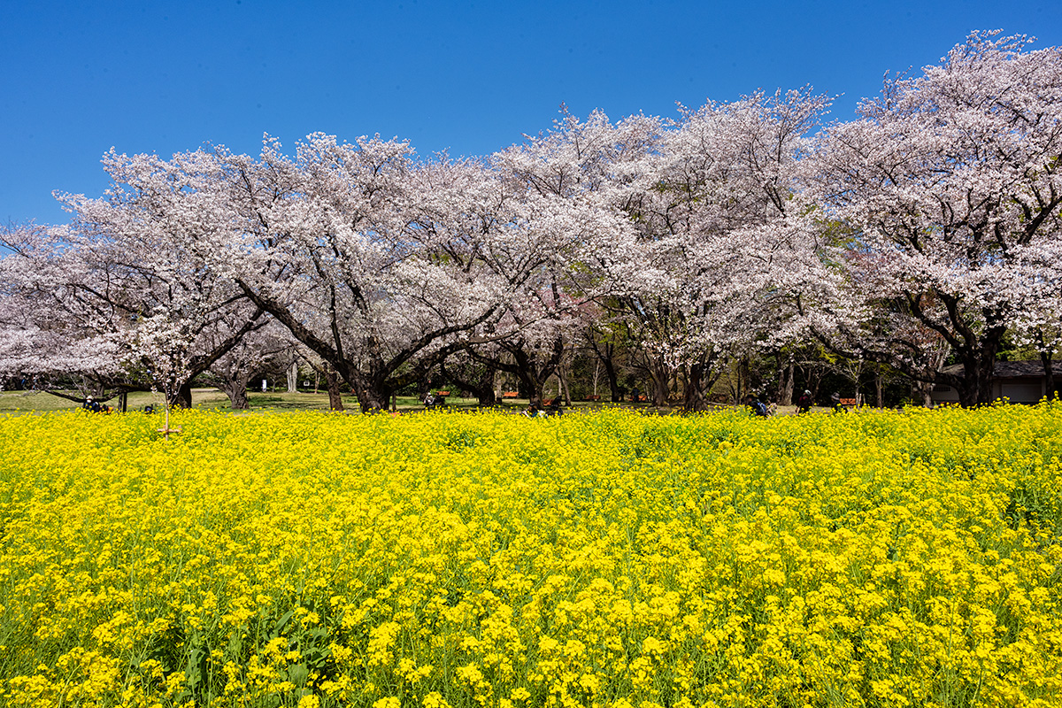 昭和記念公園の桜