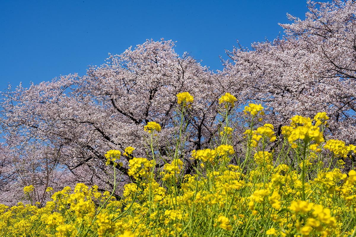 昭和記念公園の桜