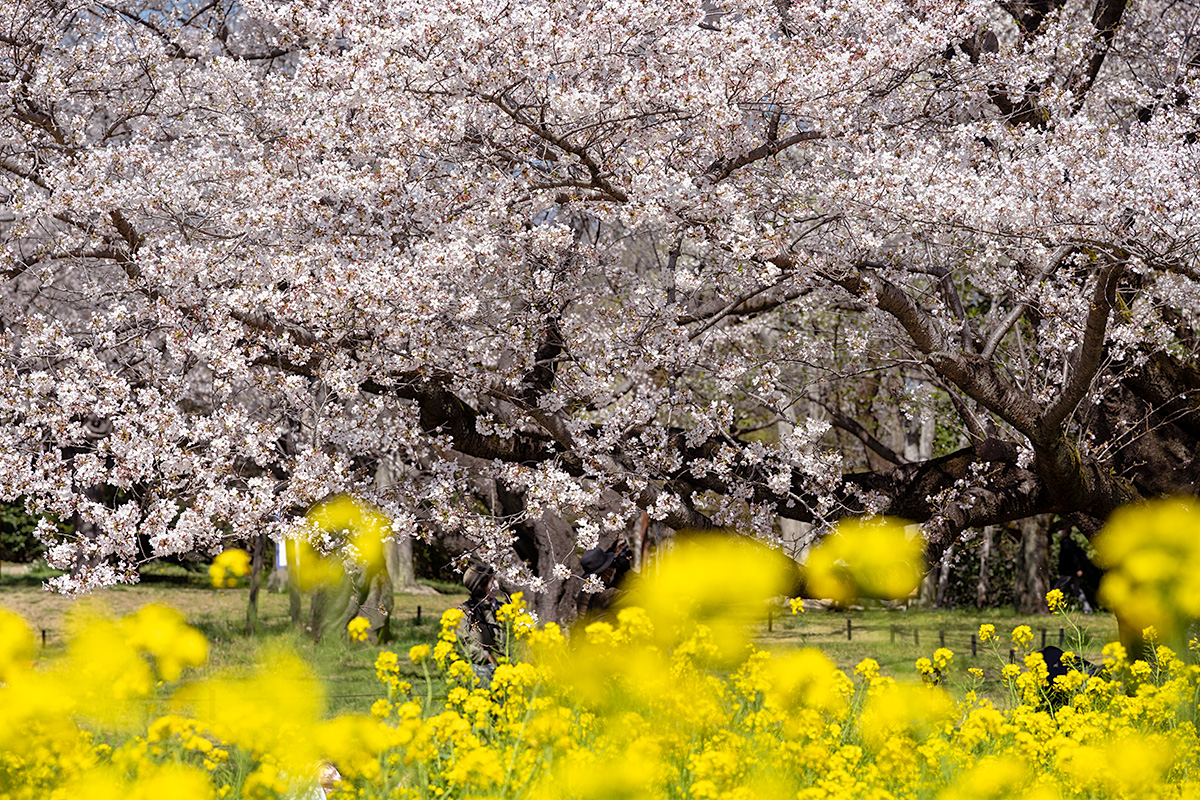 昭和記念公園の桜
