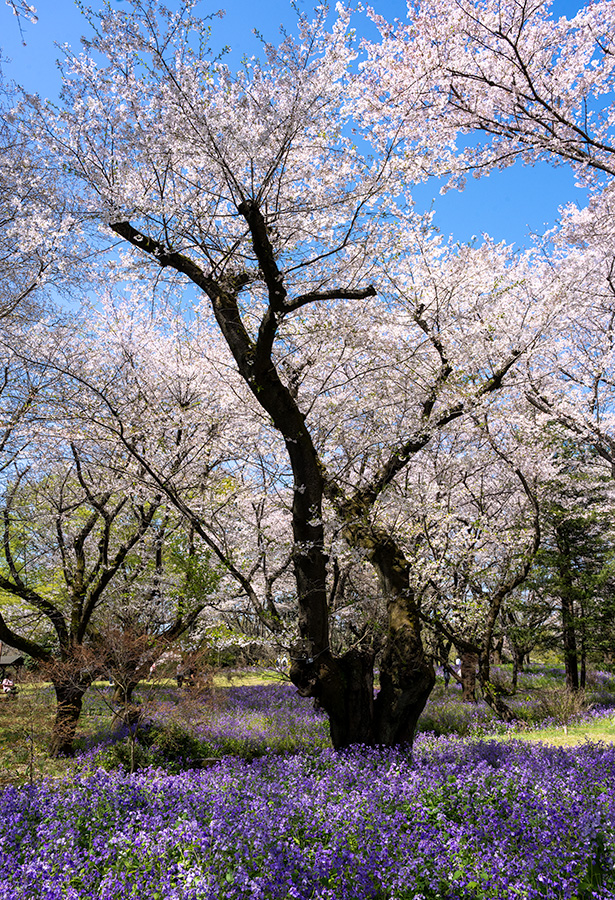 昭和記念公園の桜