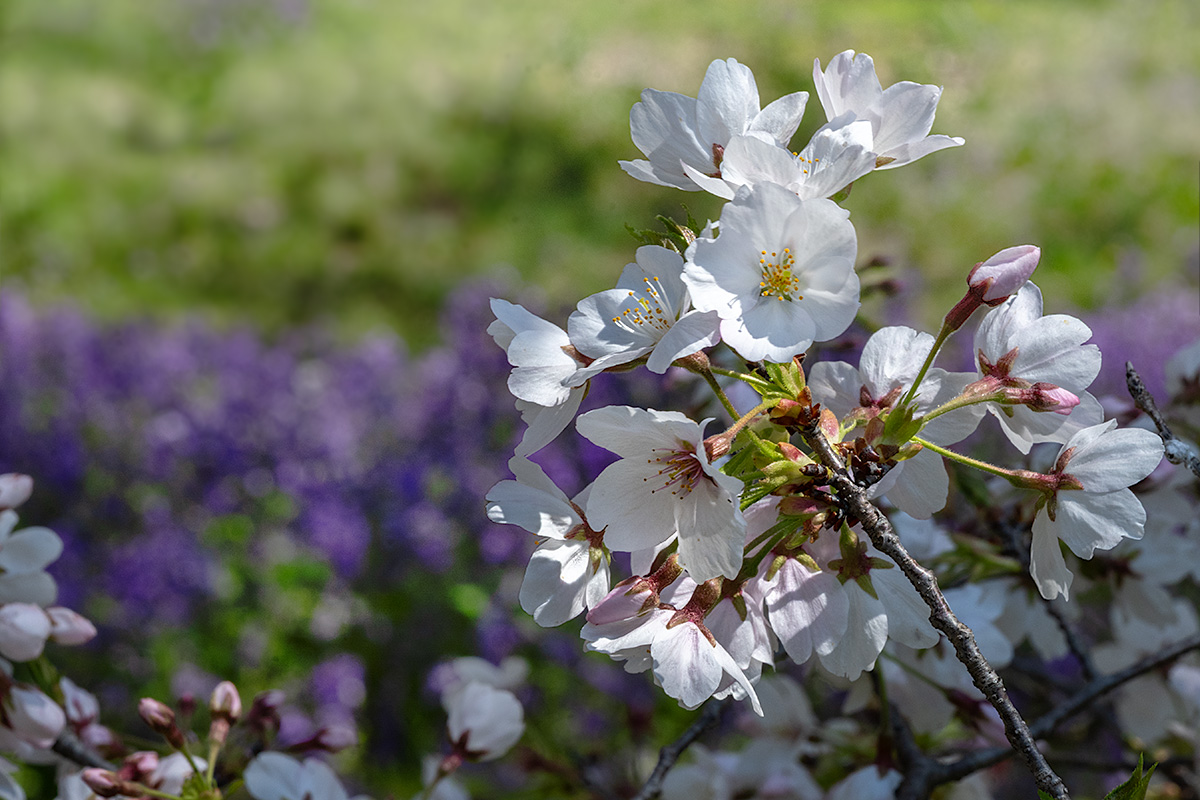 昭和記念公園の桜