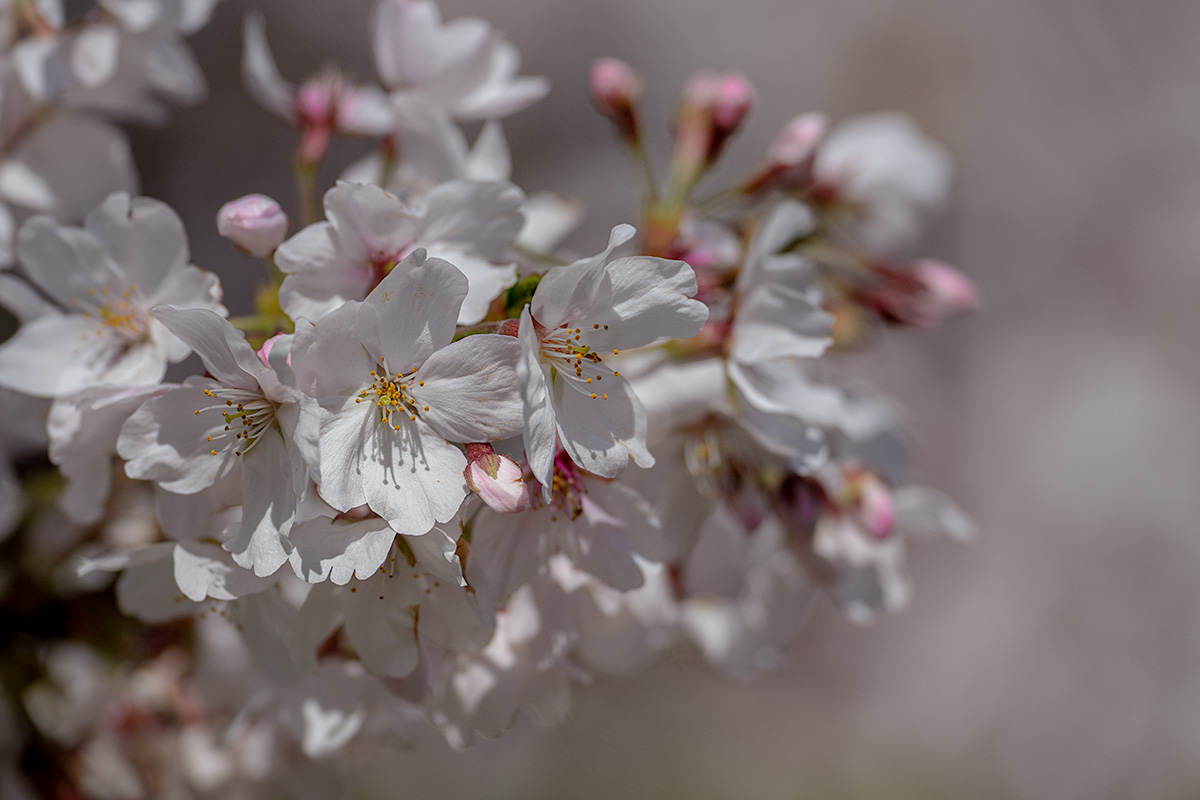 昭和記念公園の桜