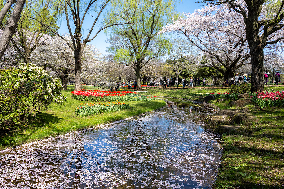 昭和記念公園の桜