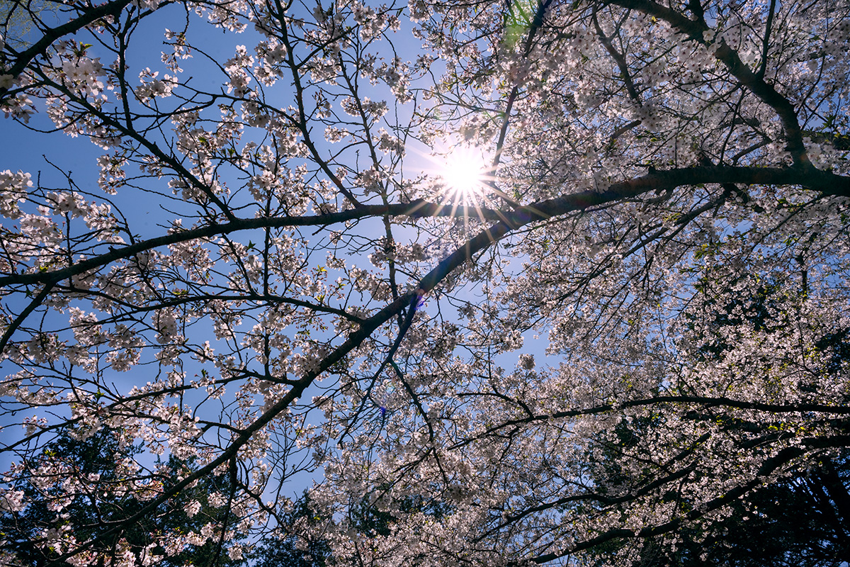 昭和記念公園の桜
