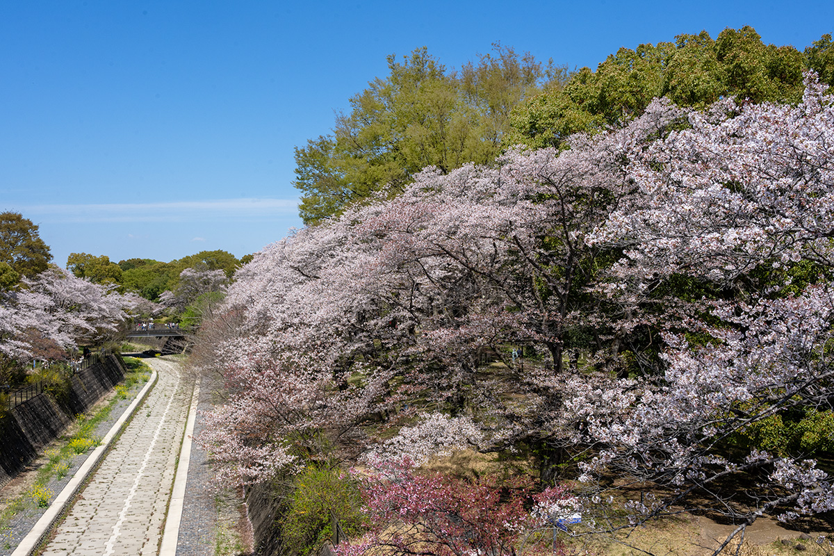 昭和記念公園の桜