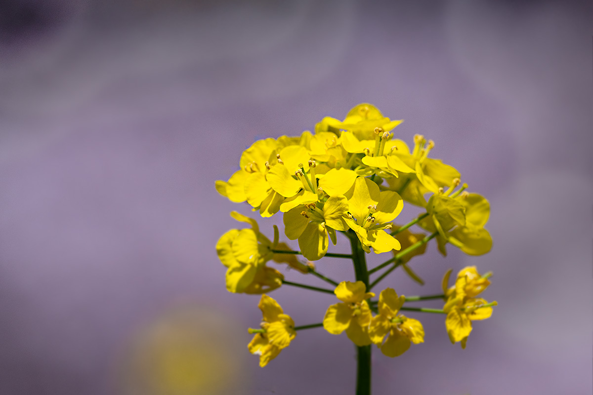 昭和記念公園の菜の花