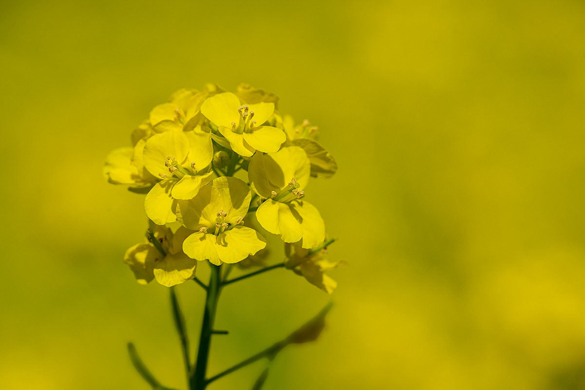 昭和記念公園の菜の花