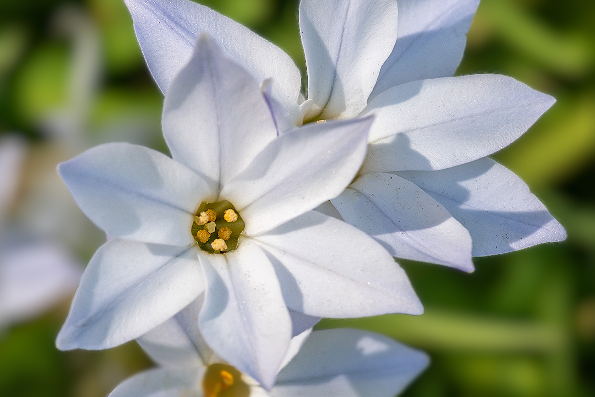 ハナニラ（花韮）