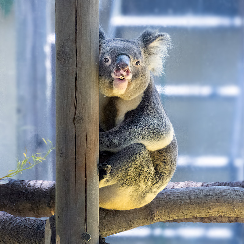 金沢動物園のコアラ