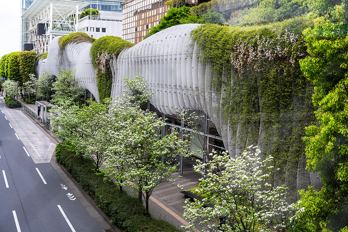 玉川高島屋前のハナミズキ（花水木）