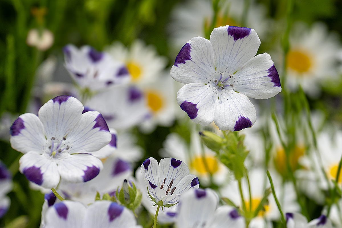    ネモフィラ・マクラータ Nemophila maculata
