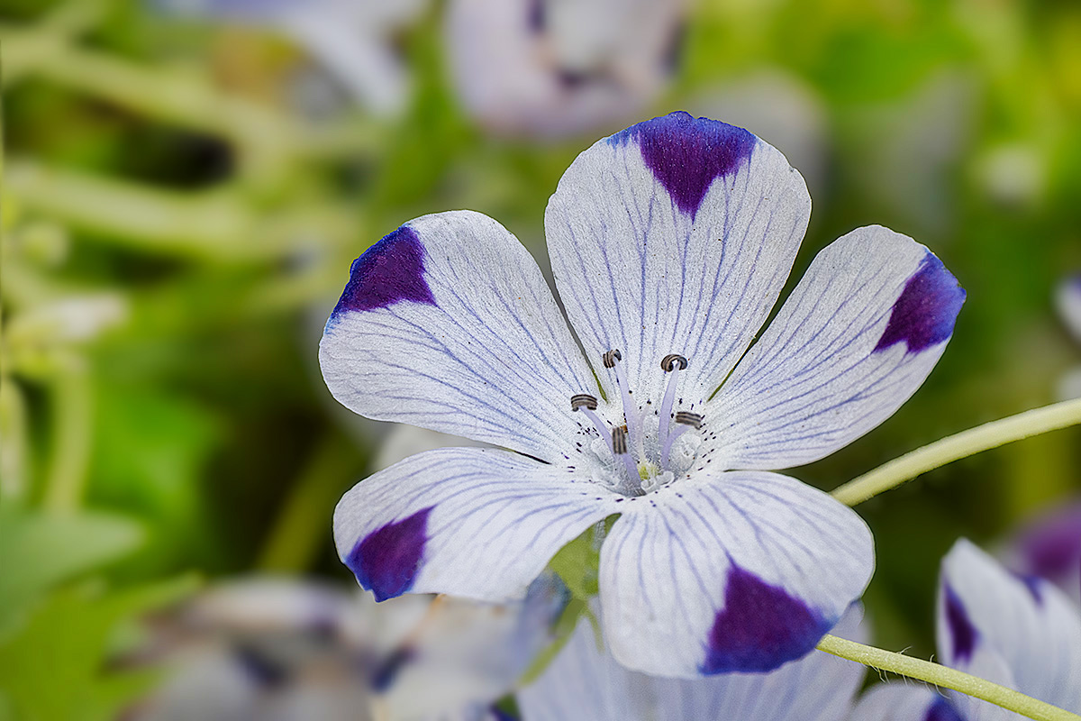 ネモフィラ・マクラータ Nemophila maculata