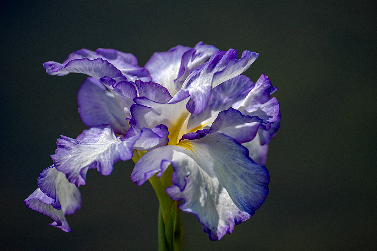 ハナショウブ（花菖蒲）