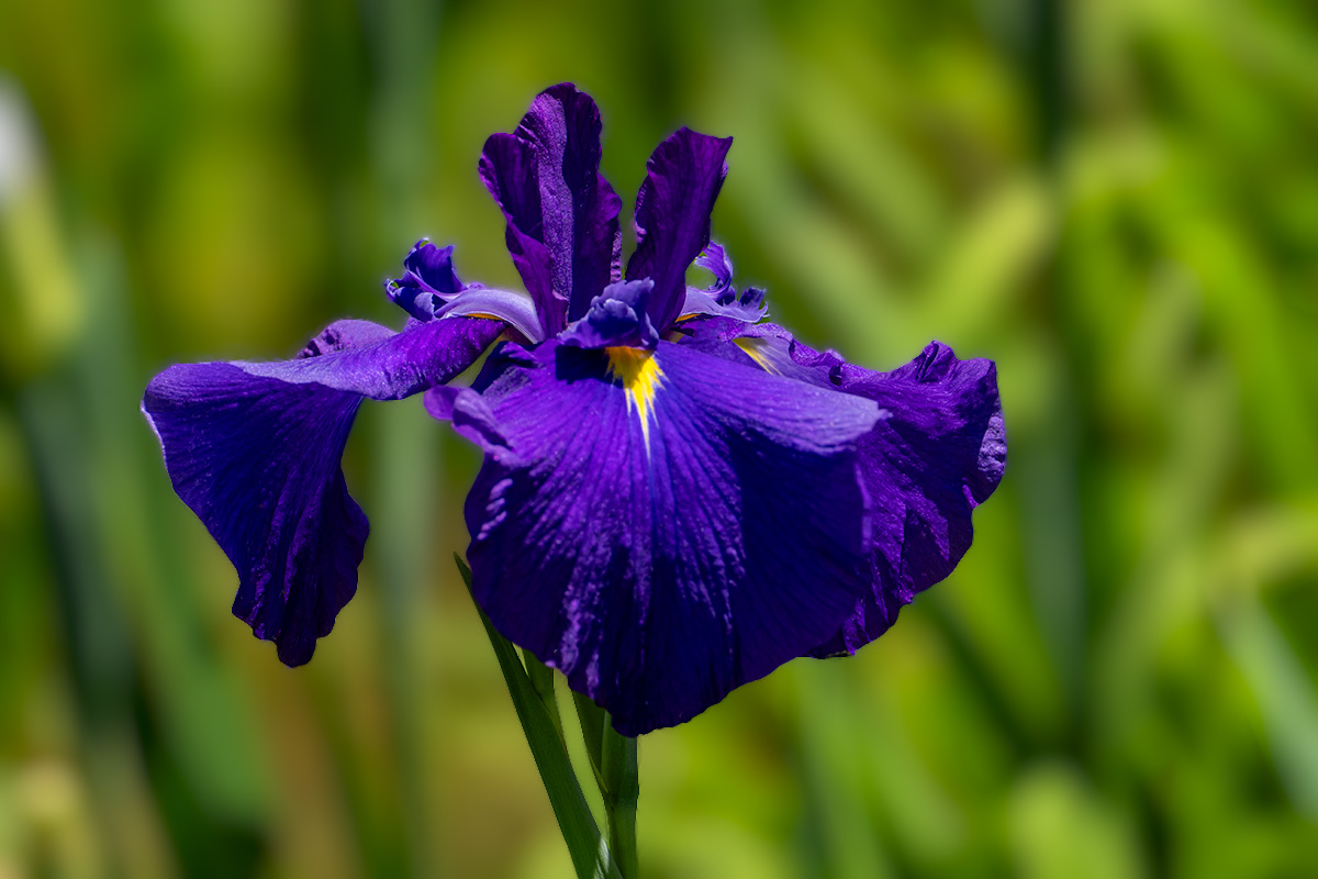 ハナショウブ（花菖蒲）